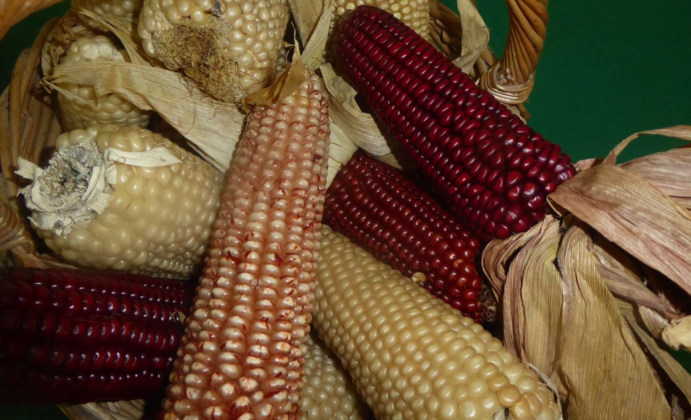 ação de sensibilização milhos regionais _ 2022 _ ADERSOUSA