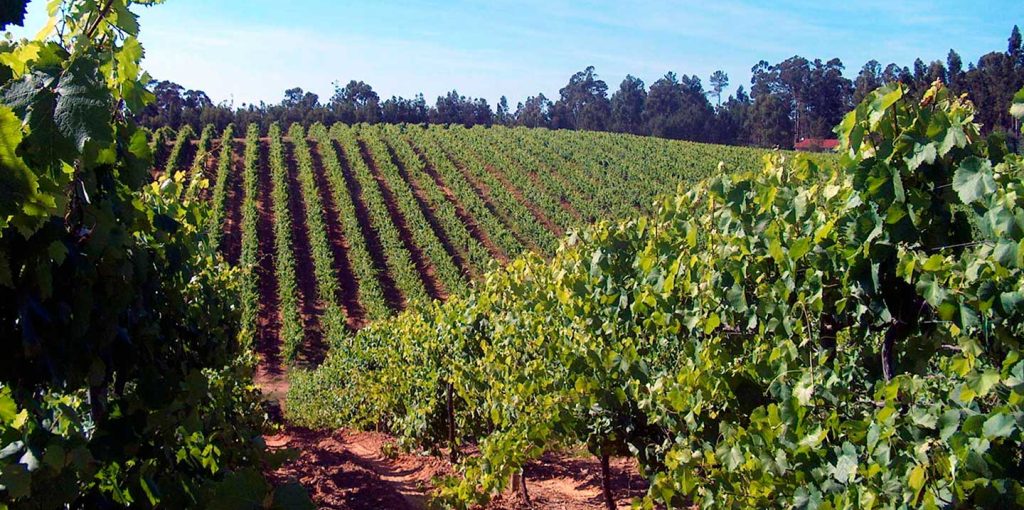 Agricultura e Agroalimentares