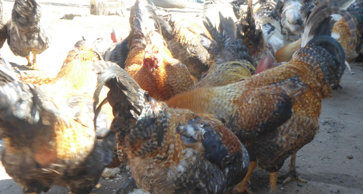 capaodefreamundeIG 2018 ADERSOUSA1