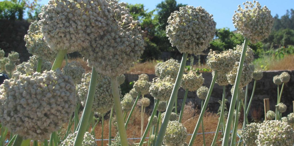 cebolagarrafal 2018 adersousa