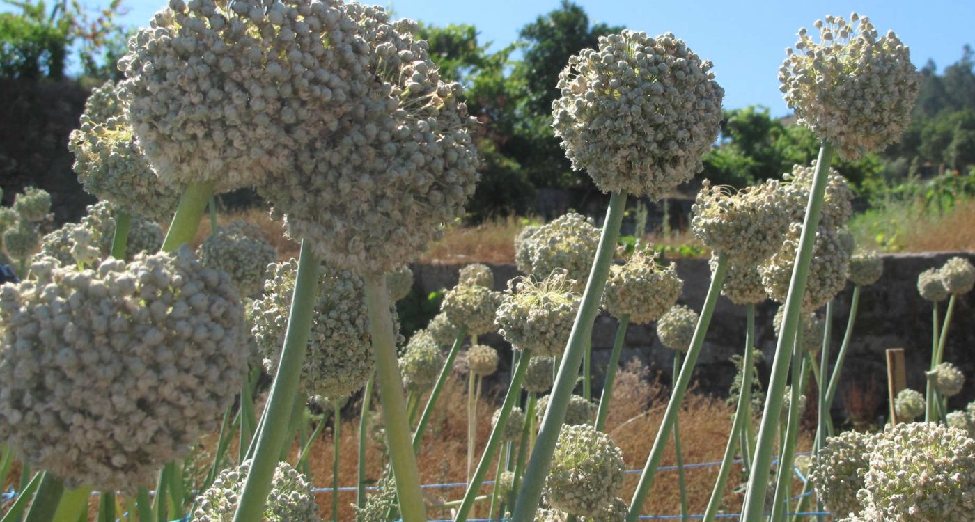 cebolagarrafal 2018 adersousa