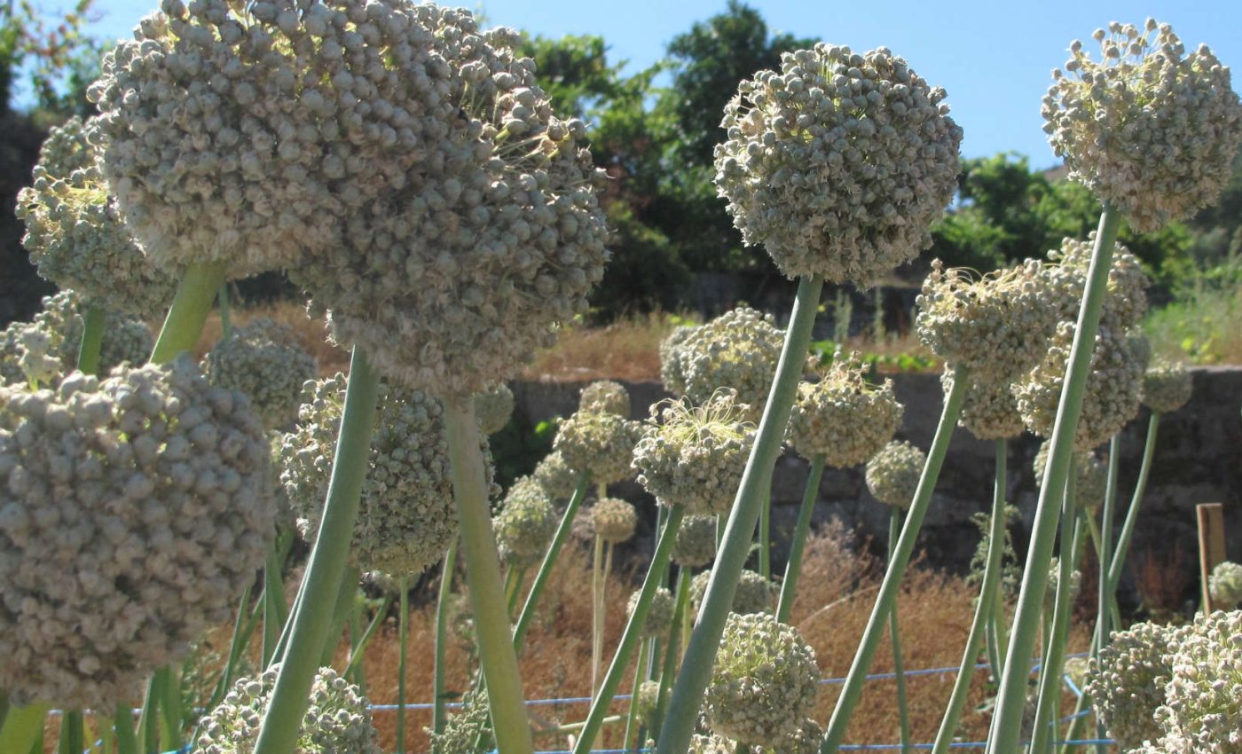 cebolagarrafal 2018 adersousa