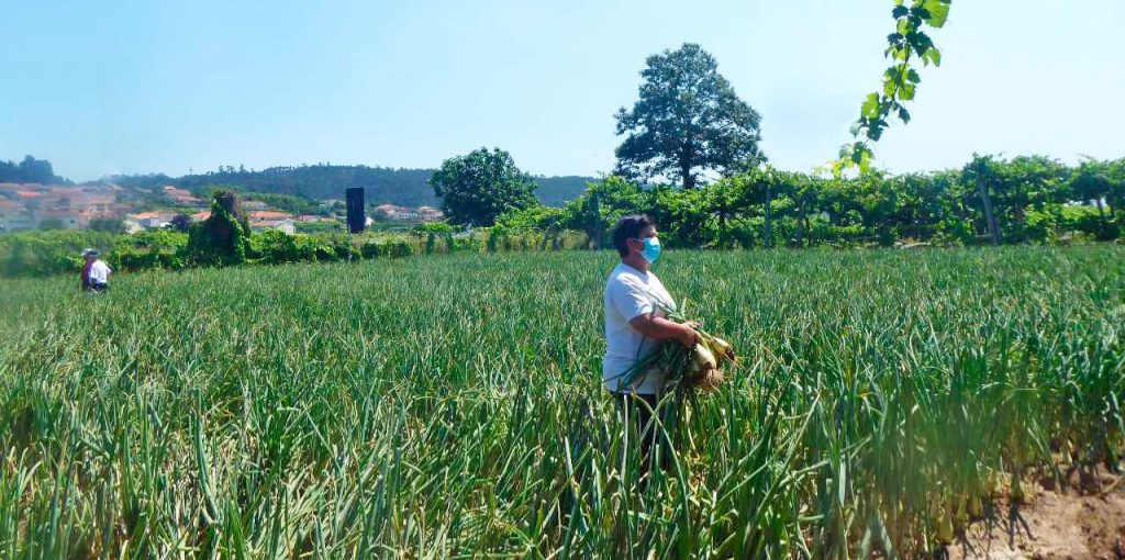 concurso-melhor-campo-de-cebolas_2021_-ADERSOUSA_1