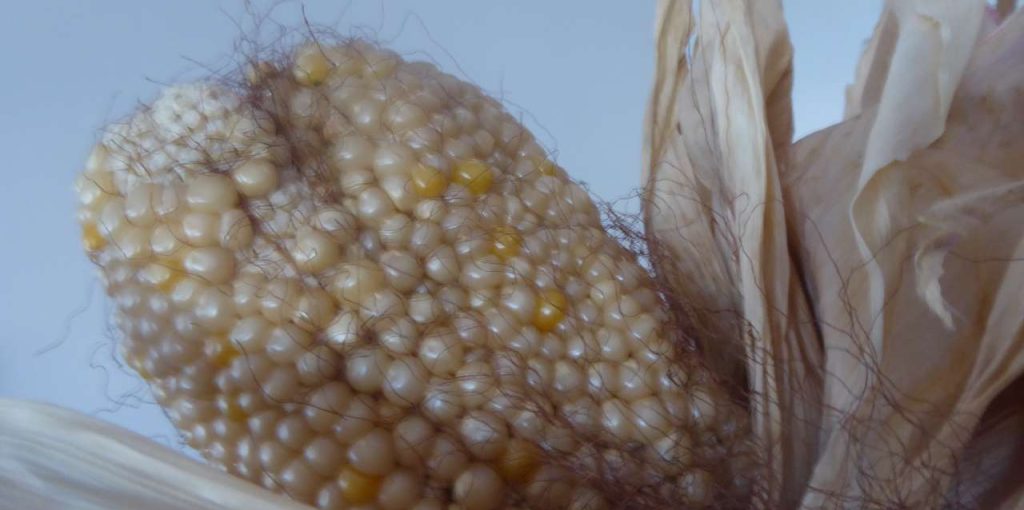 ensaios de milho tradicional 2020 ADERSOUSA 17