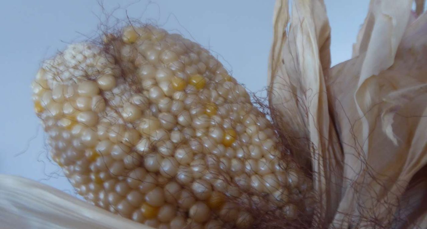 ensaios de milho tradicional 2020 ADERSOUSA 17