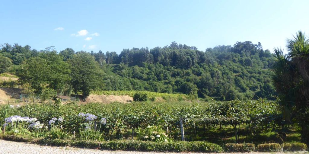 focus gprupo _ FMT_ ADER-SOUSA_2022