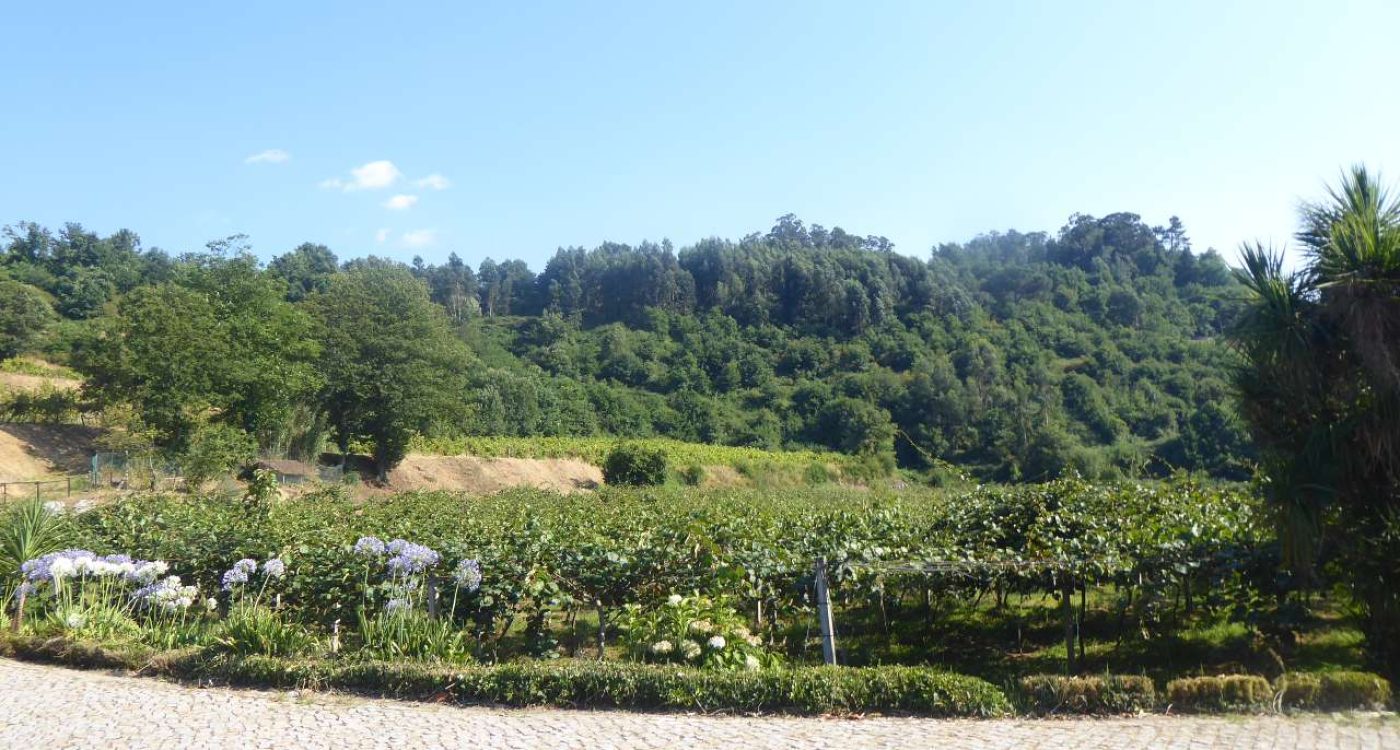 focus gprupo _ FMT_ ADER-SOUSA_2022