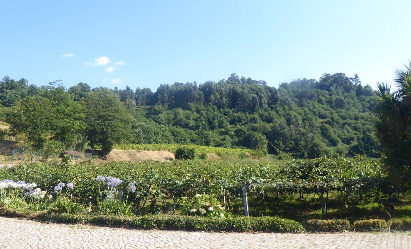 focus gprupo _ FMT_ ADER-SOUSA_2022