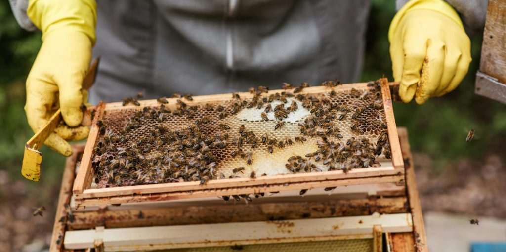 pexels-anete-lusina-5247989