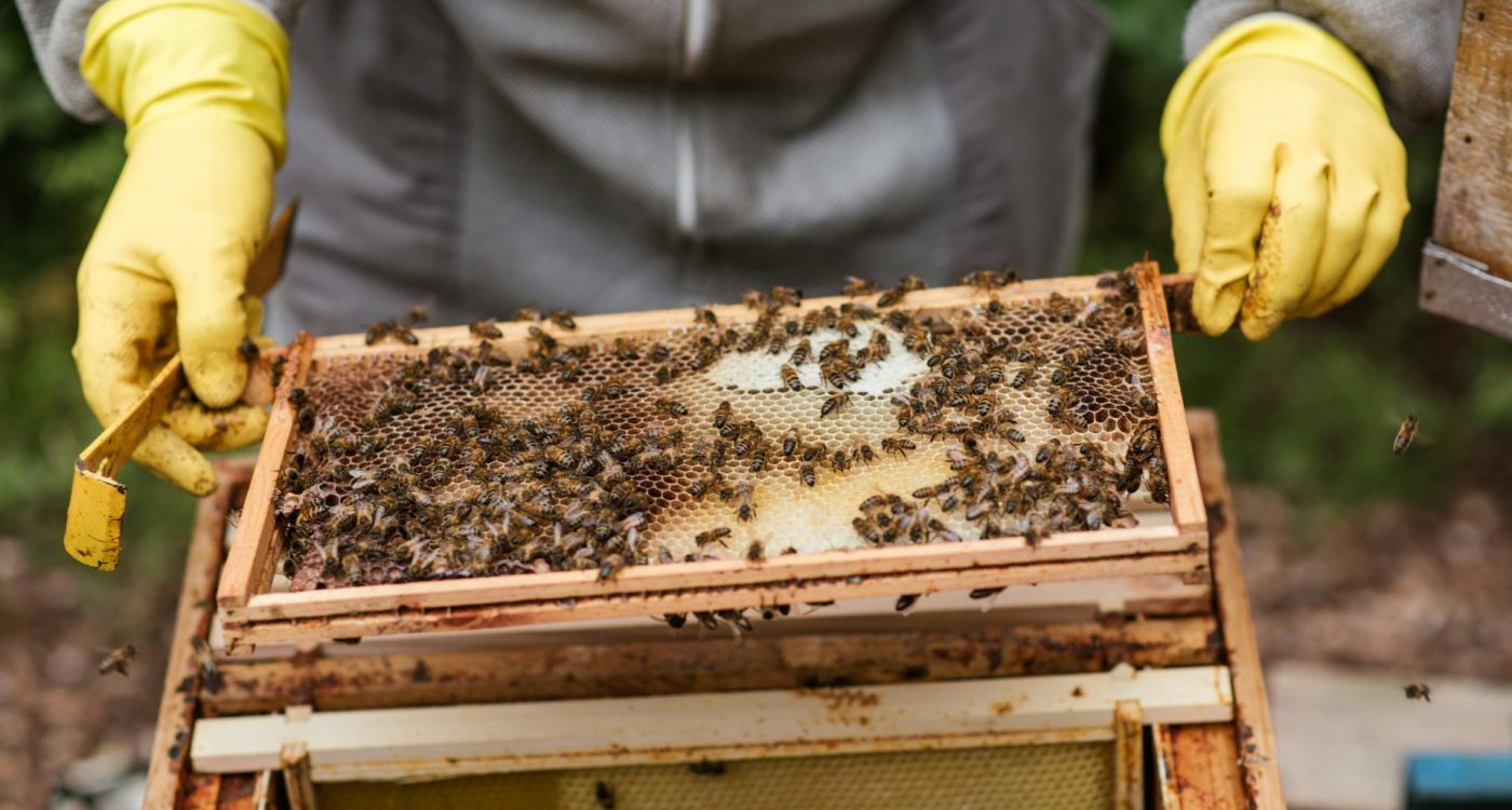 pexels-anete-lusina-5247989