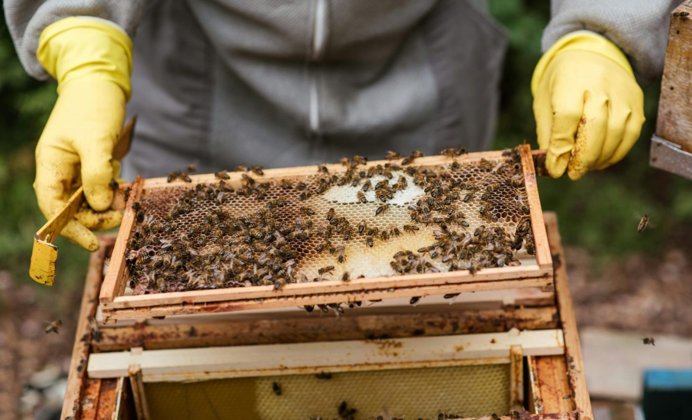 pexels-anete-lusina-5247989